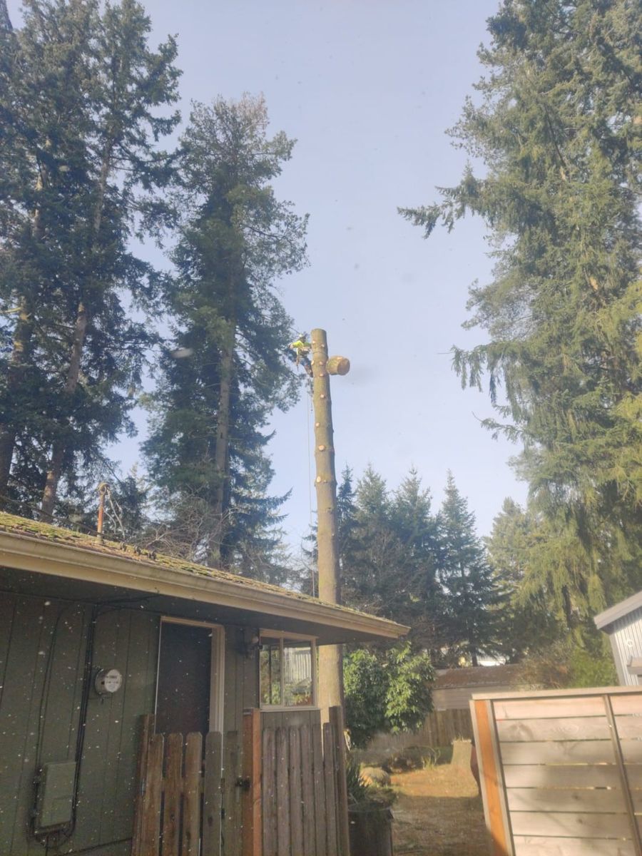 Tree Trimming for A&J WA Tree Services in Kent, WA