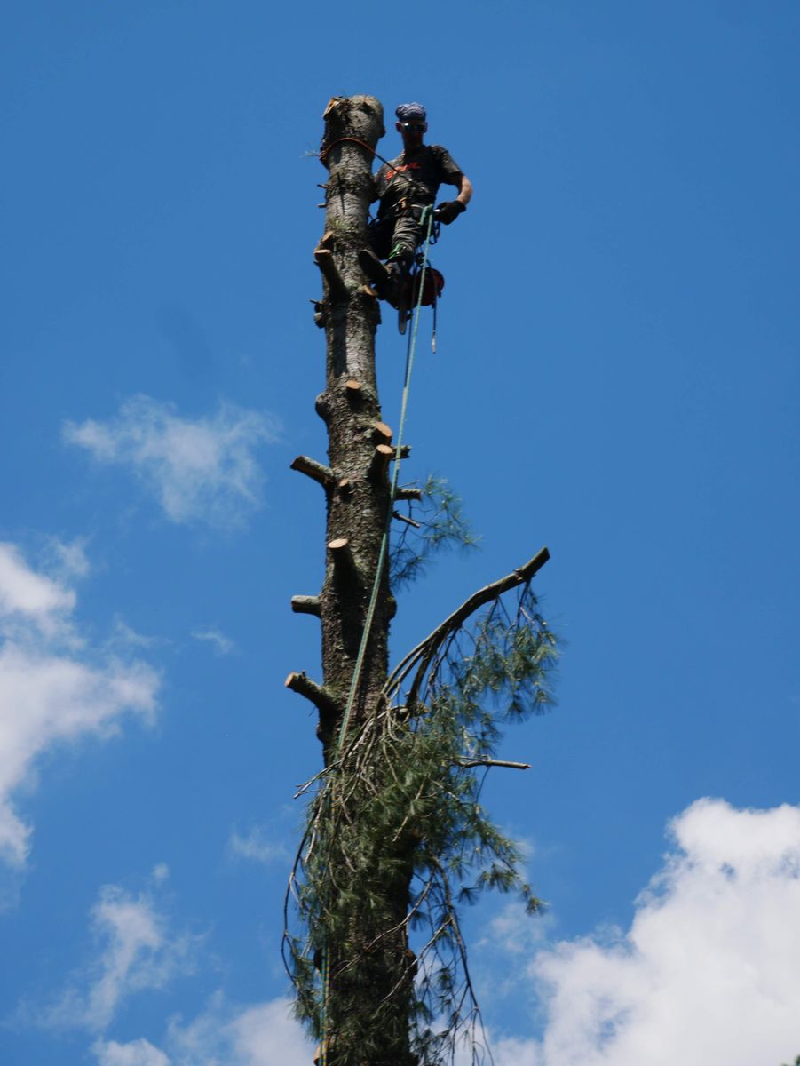 Tree Removal for Lanes Outdoor Solutions in Lexington, NC