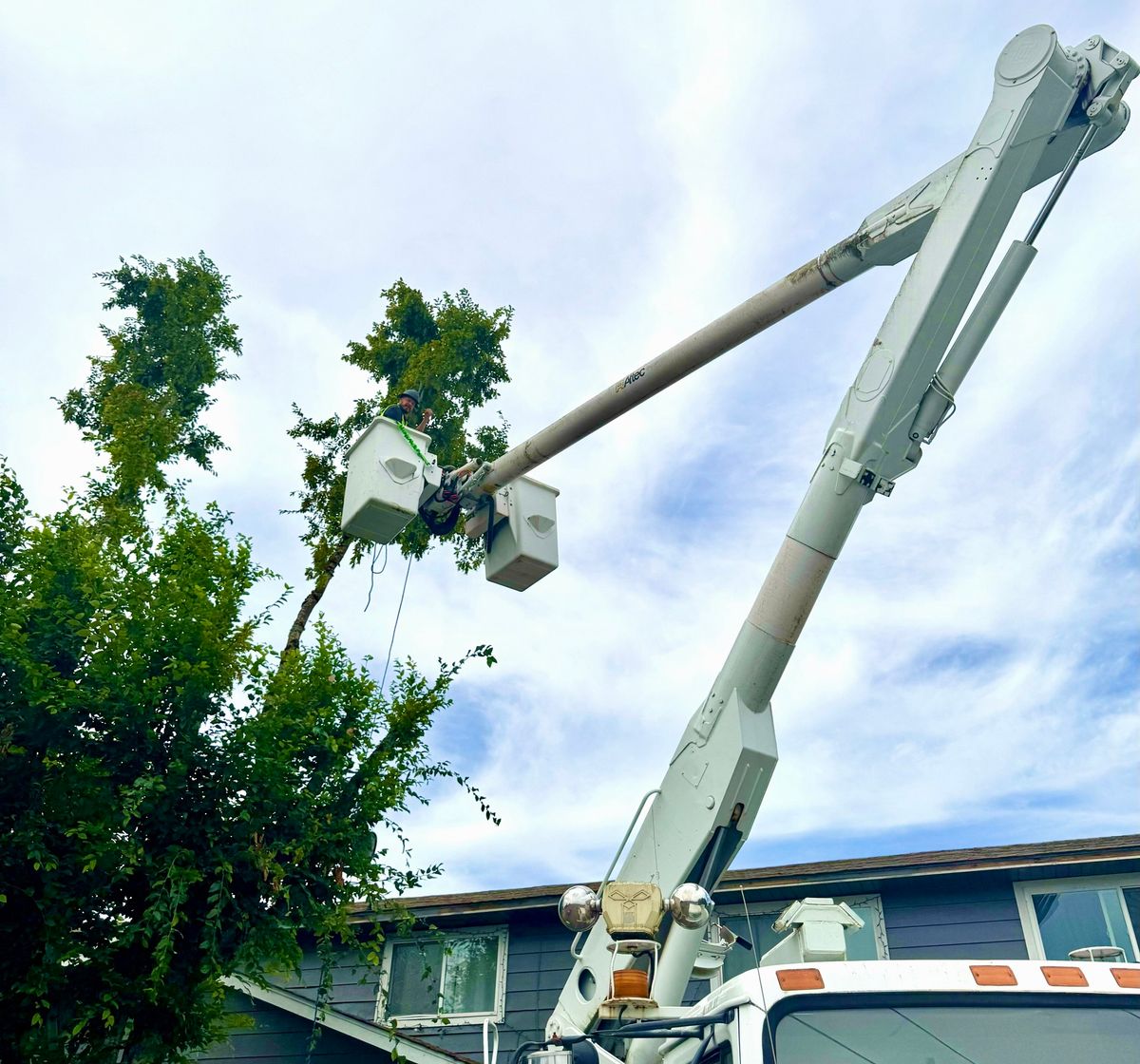 Tree Removals for Willamette Landscaping and Tree Services in Albany, OR