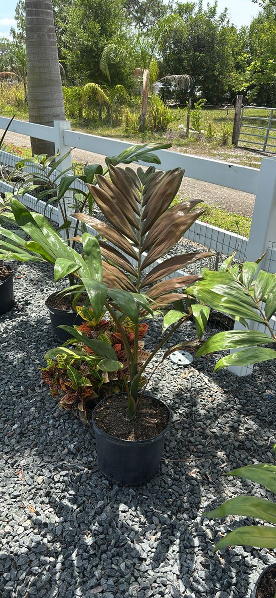 Plant Installation for Lawn Caring Guys in Cape Coral, FL