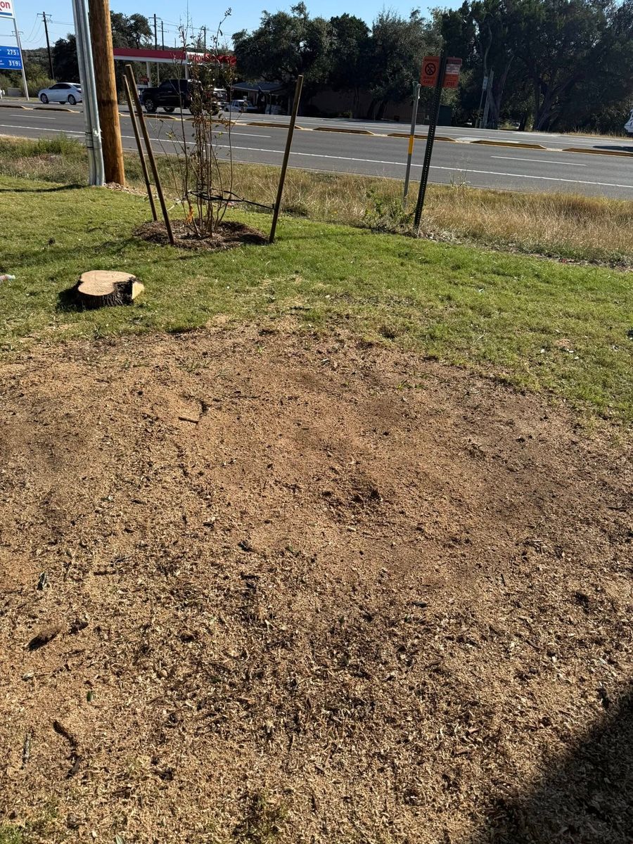 Tree Removal for Oakley’s Stump ‘N Grind in Leander, TX