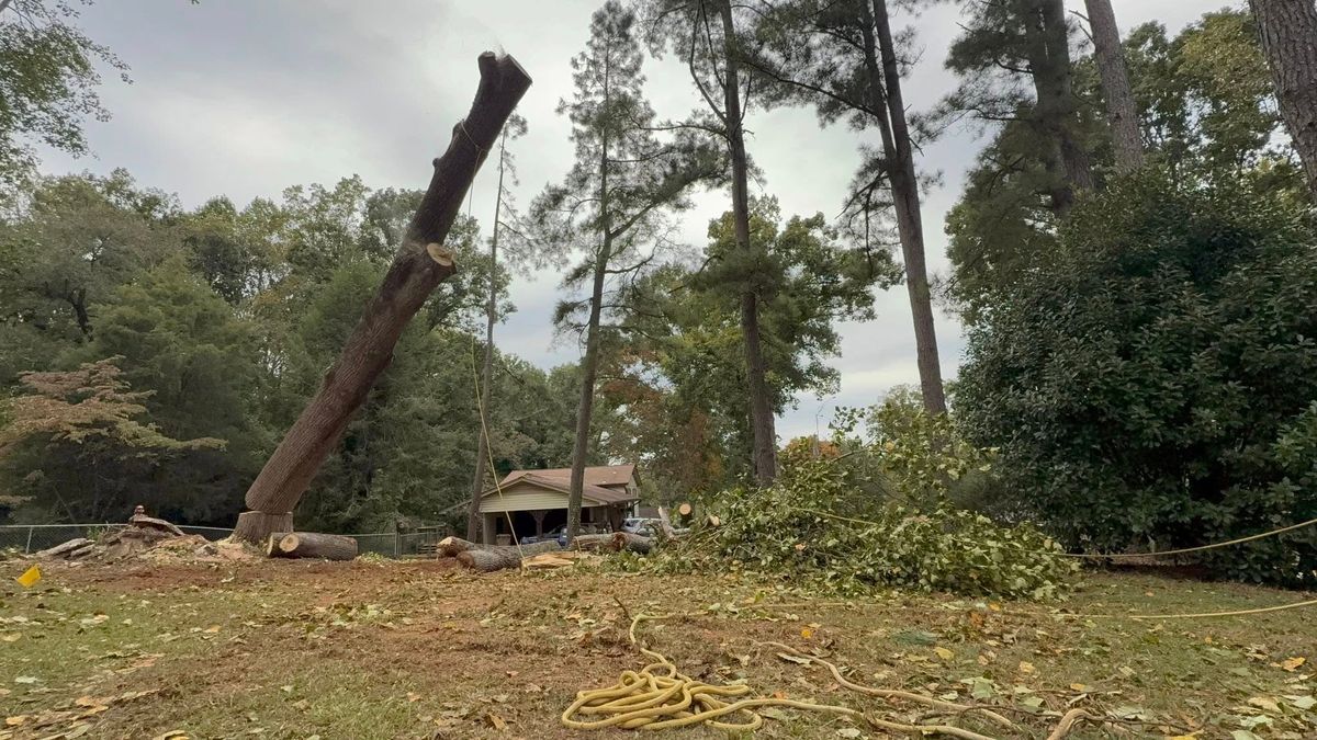 Tree Removal for Total Tree Care in Erwin, North Carolina