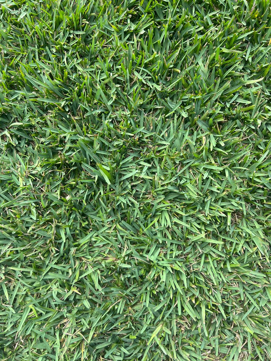 Sod Install for C4 Ground Control in Oviedo, FL