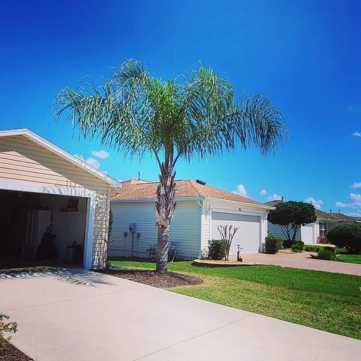 Semi Annual Palm Tree and Robalini Trimming for TopNotch Landscaping Services  in Lady Lake, FL