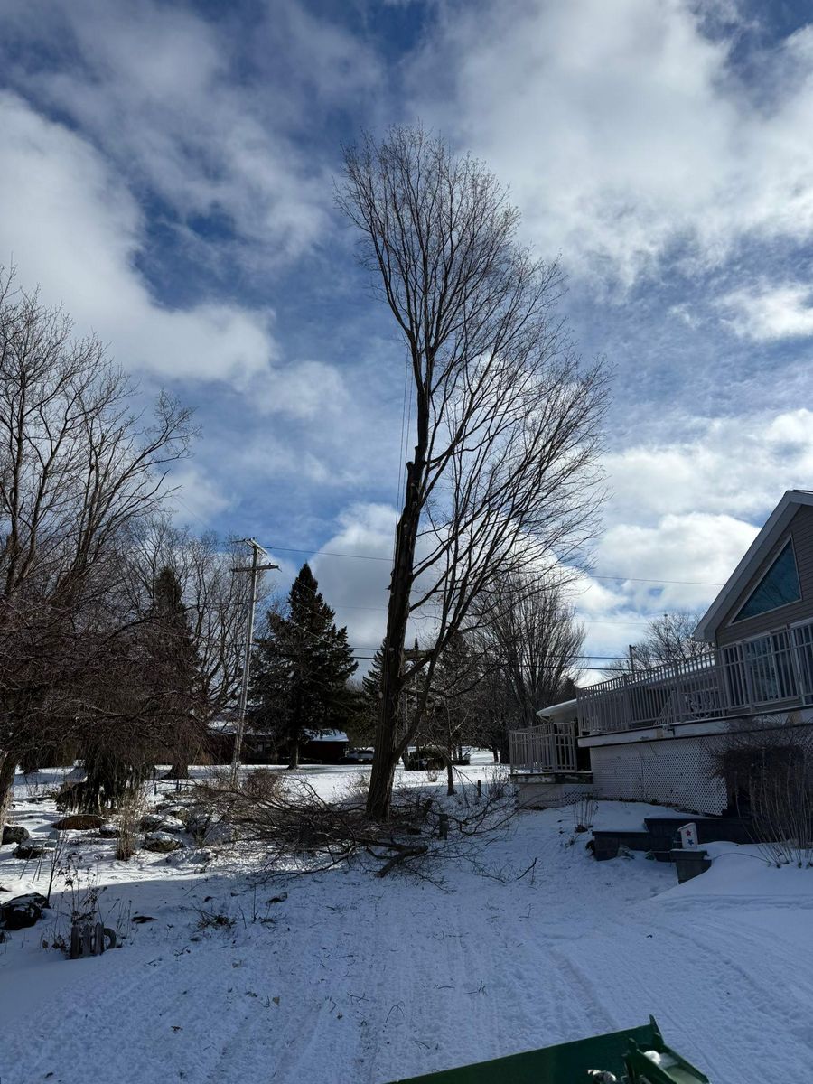 Tree Removal and Hedge Trimming for Bishop’s Property Maintenance in Franklin, VT