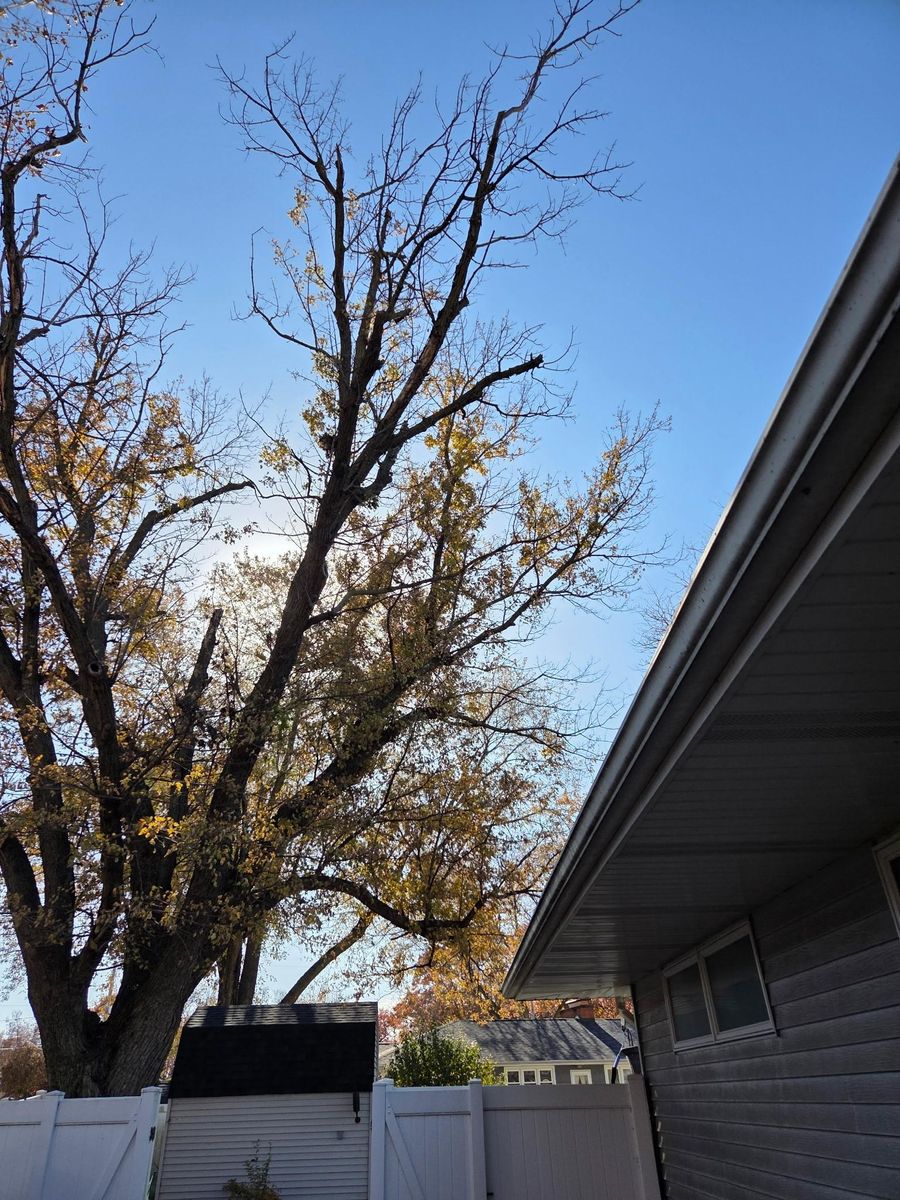 Tree Trimming for Lawn Ranger Yard And Tree Service LLC in Ottumwa, IA