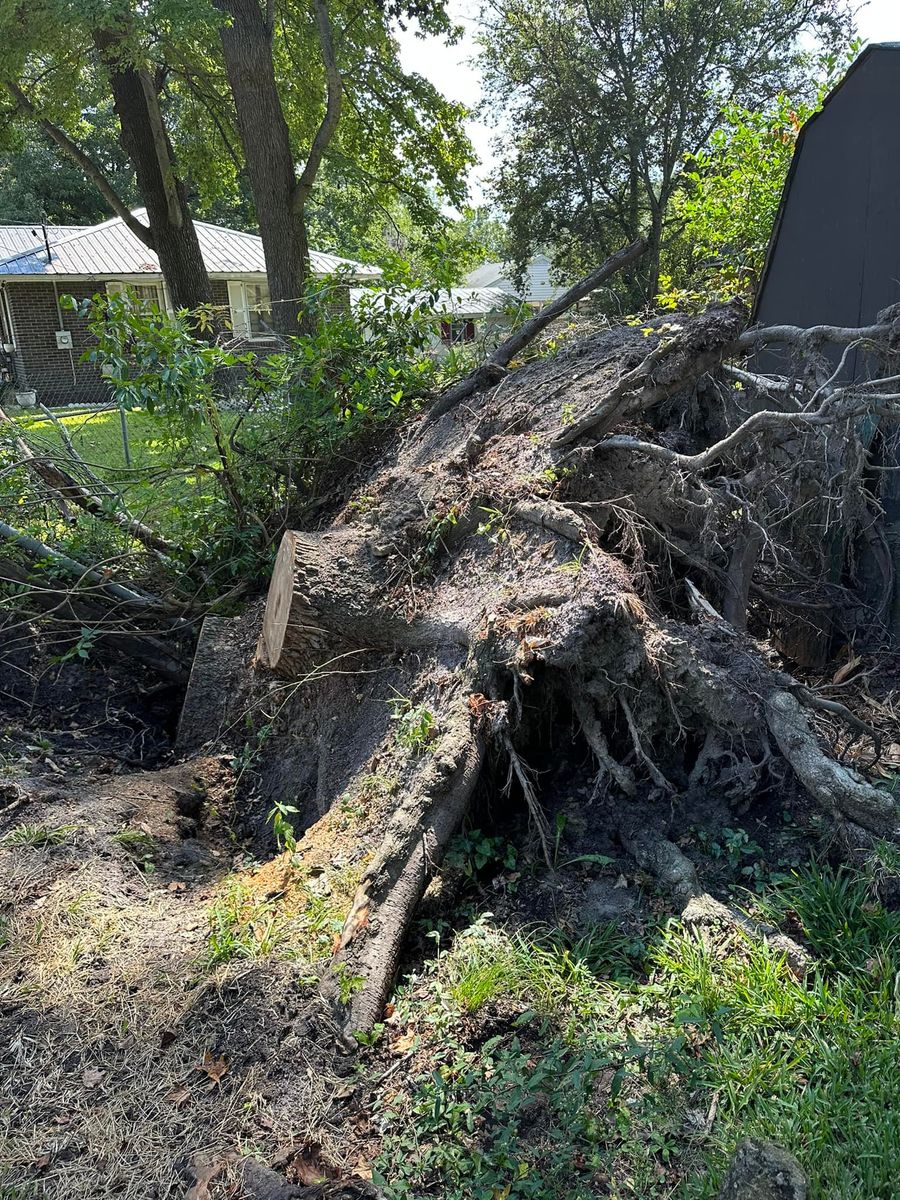 Stump Excavation for Dozier Stump Grinding in Augusta, GA