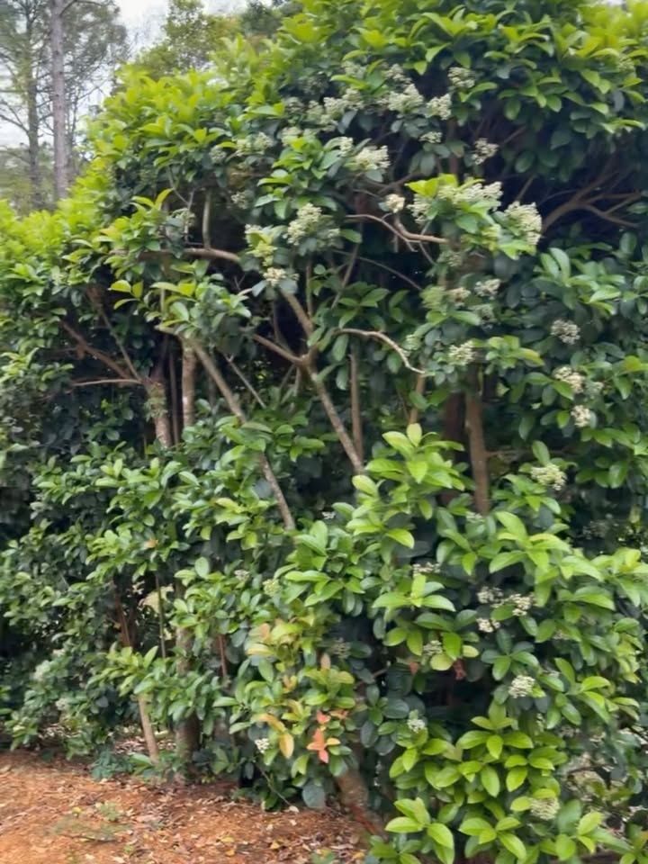 Shrub Trimming for Whole 9 Yards Services LLC in Green Cove Springs, FL