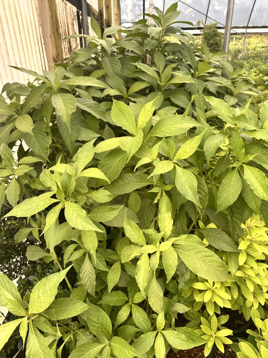 Landscape Installation for Atlas Land Design in Creekside Park, TX