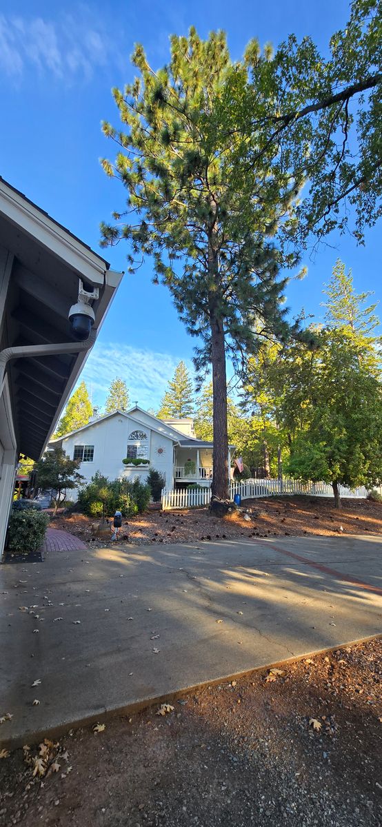 Tree Removal for George Staddan's Professional Tree Care in Placerville, CA