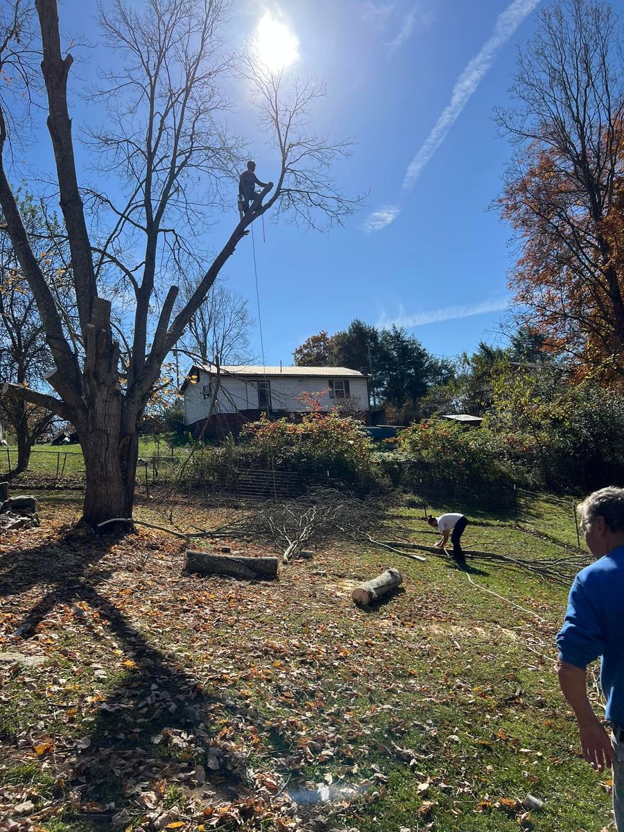 Tree Removal for Cook&Dye Tree Service in Bristol, VA