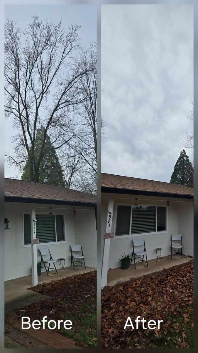 Tree Trimming for George Staddan's Professional Tree Care in Placerville, CA