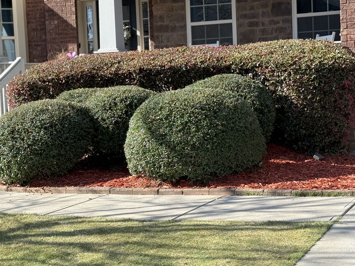 Brush Trimming for Tri-P Services in Athens, GA