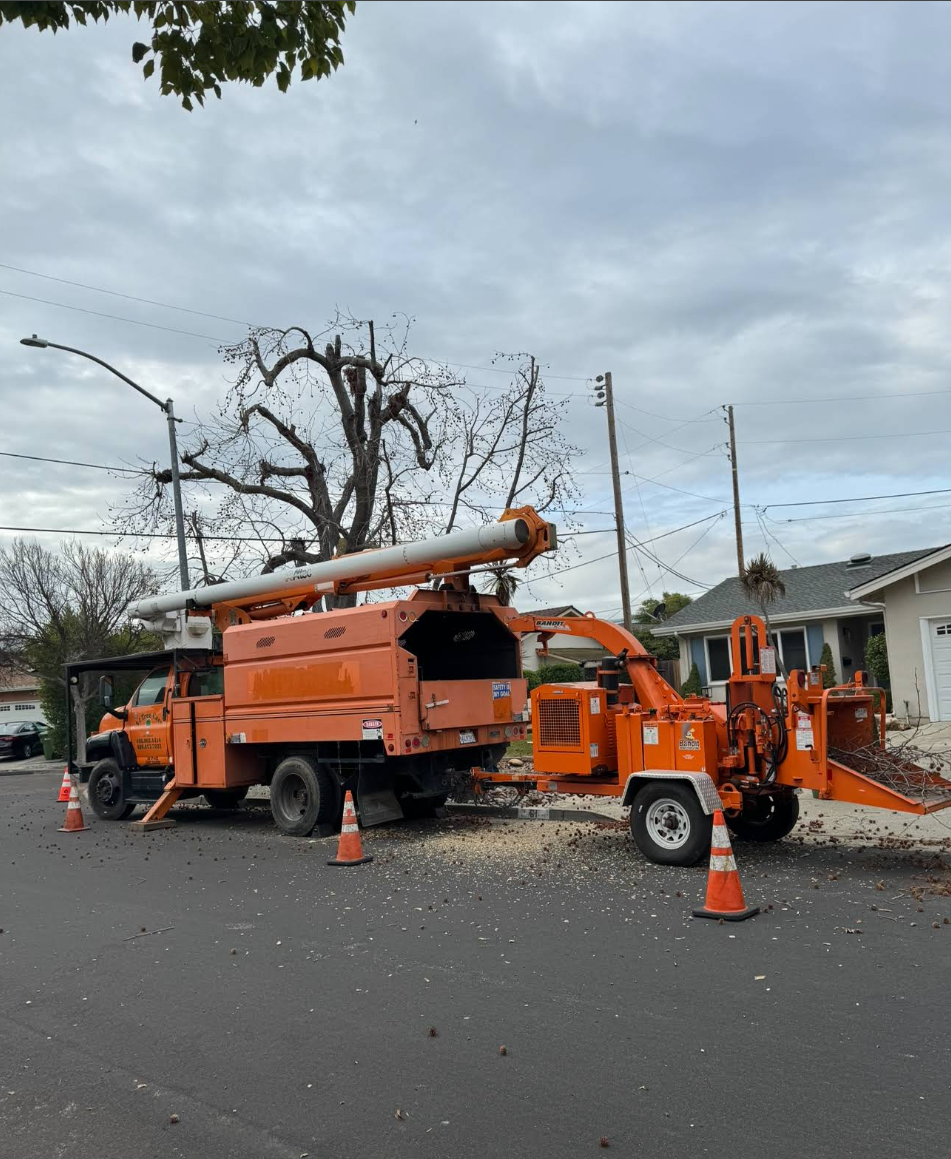 Storm Damage Clean-Up for A1 Tree Care in San Jose, CA