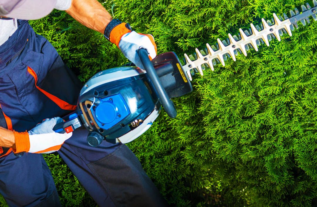 Shrub and Tree Trimming for Big Island Coconut Company in Pilialoha, HI