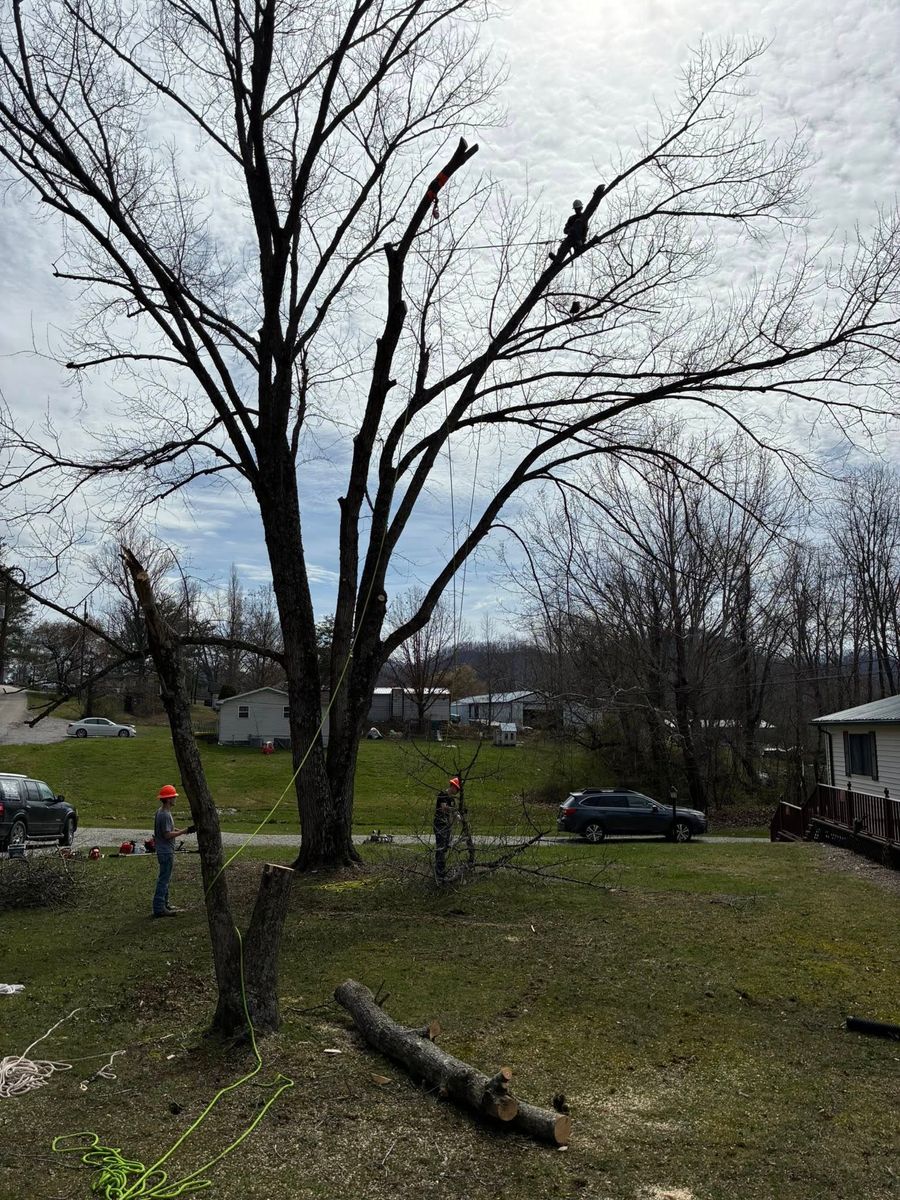 Tree Trimming for Skys The Limit Tree Management in Morehead, KY