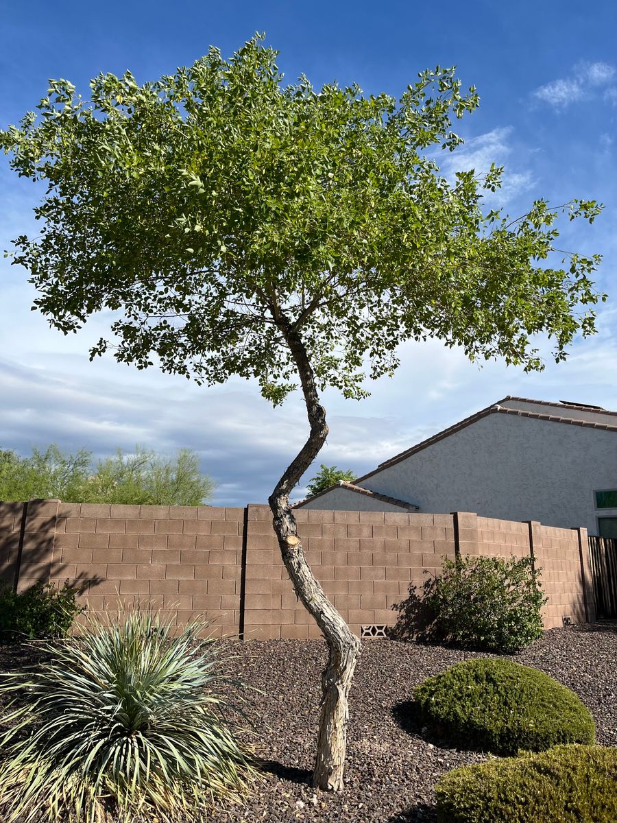 Residential Landscaping for Grand Canyon State Landscape Inc. in Surprise, AZ