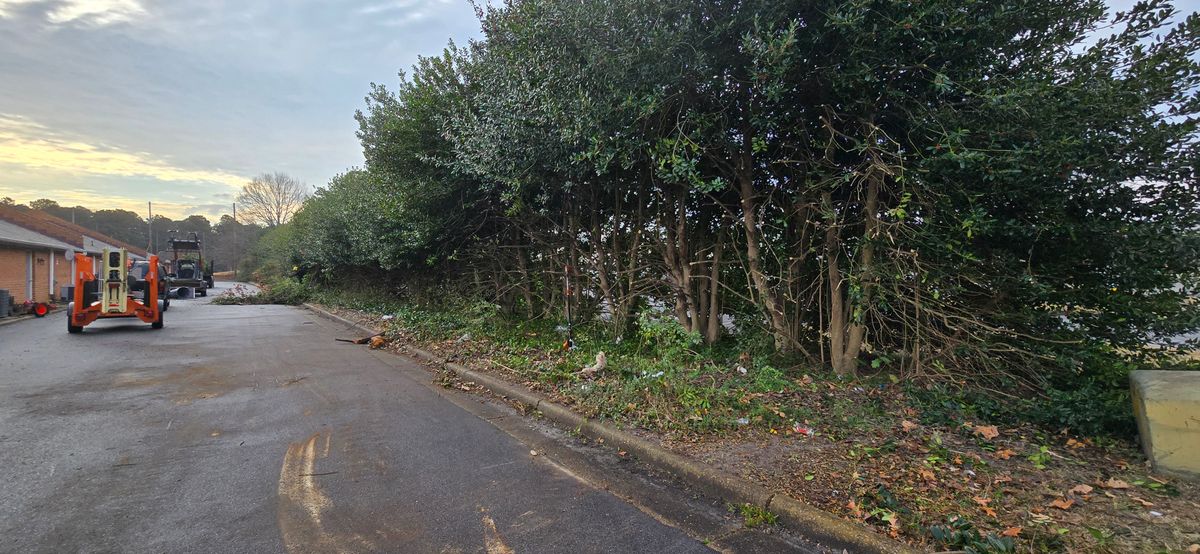 tree service for Beach Tree Care in Virginia Beach, VA