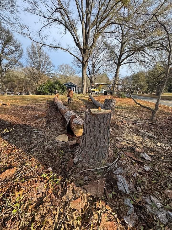 Tree Removal for Pedro's Tree Removal in Charlotte, NC
