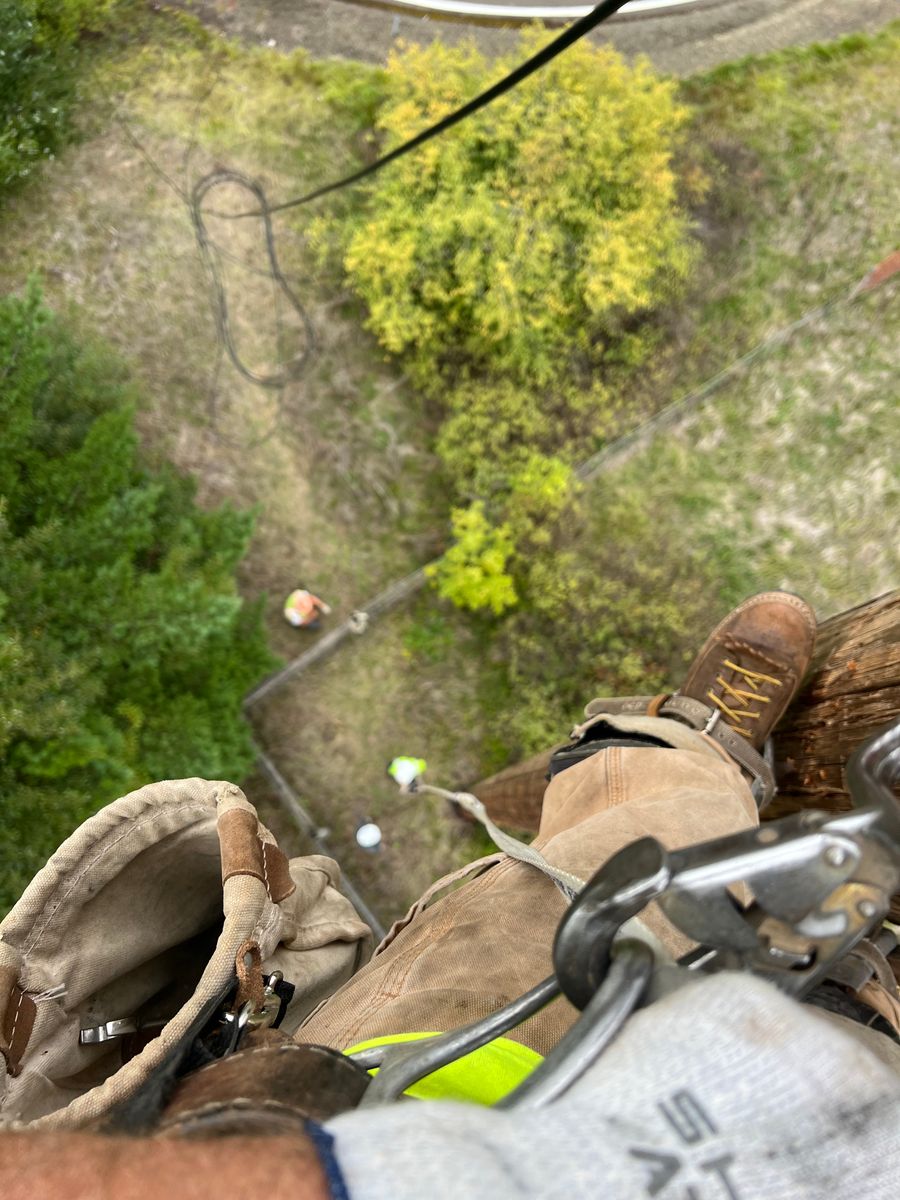 Tree Trimming for Hammons Construction LLC in Eugene, OR