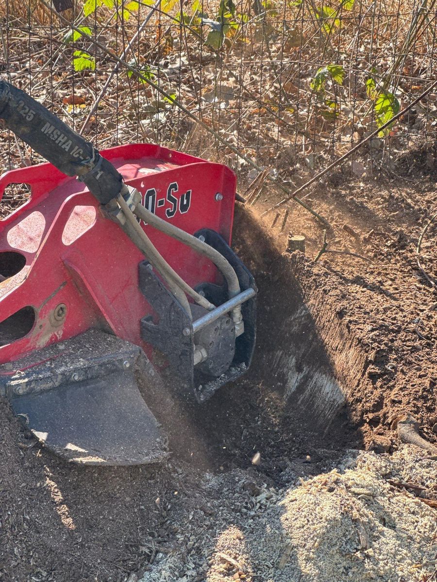 Tree Removals for Willamette Landscaping and Tree Services in Albany, OR