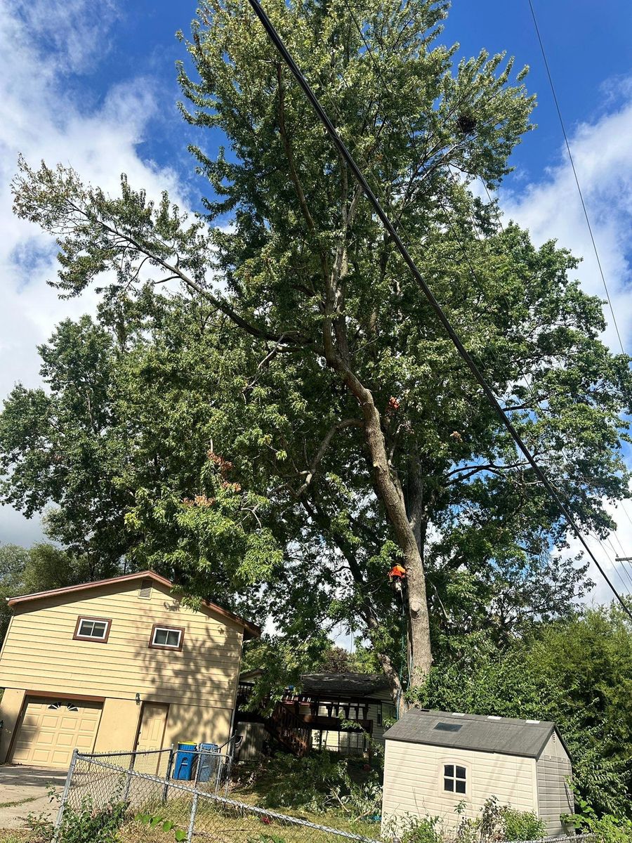 Tree Trimming for Cross Family Tree Service in Kearney, MO