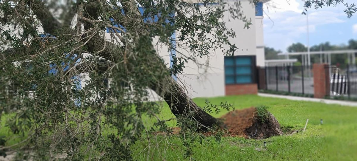 Tree Removal for Daniel Hickey’s Tree Service in DeLand, FL