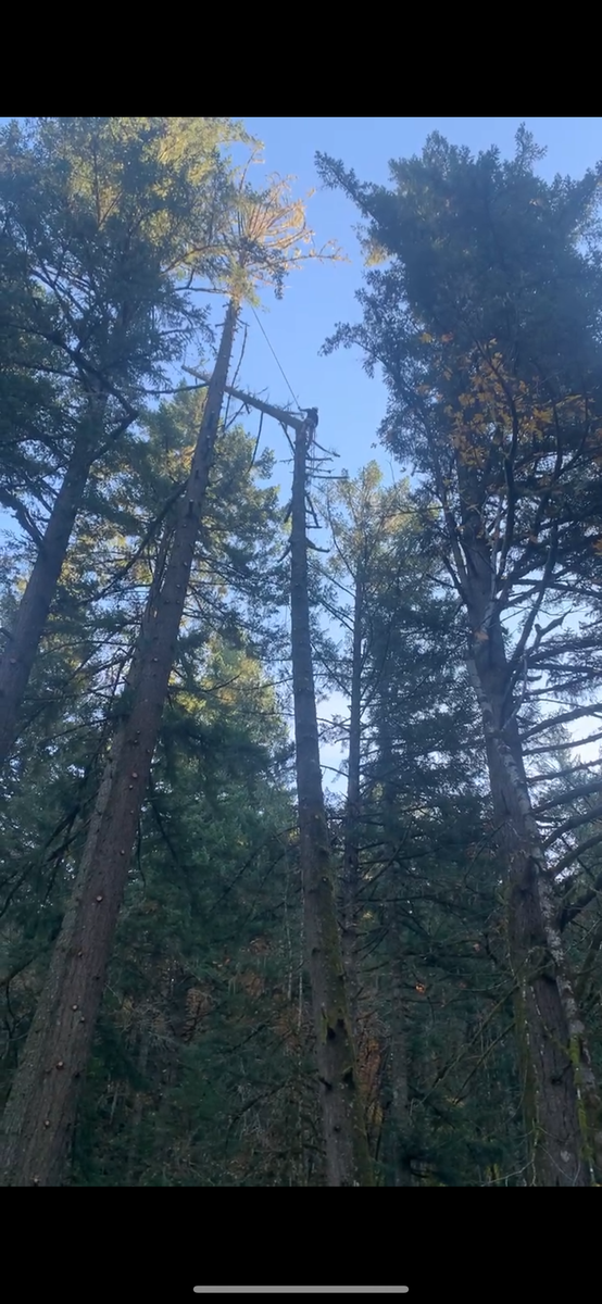 Tree Trimming for Ascension Tree Care LLC in Yakima County, WA