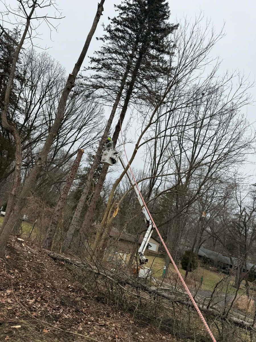 Hazard Work for D Hale Tree Service in Ann Arbor, MI