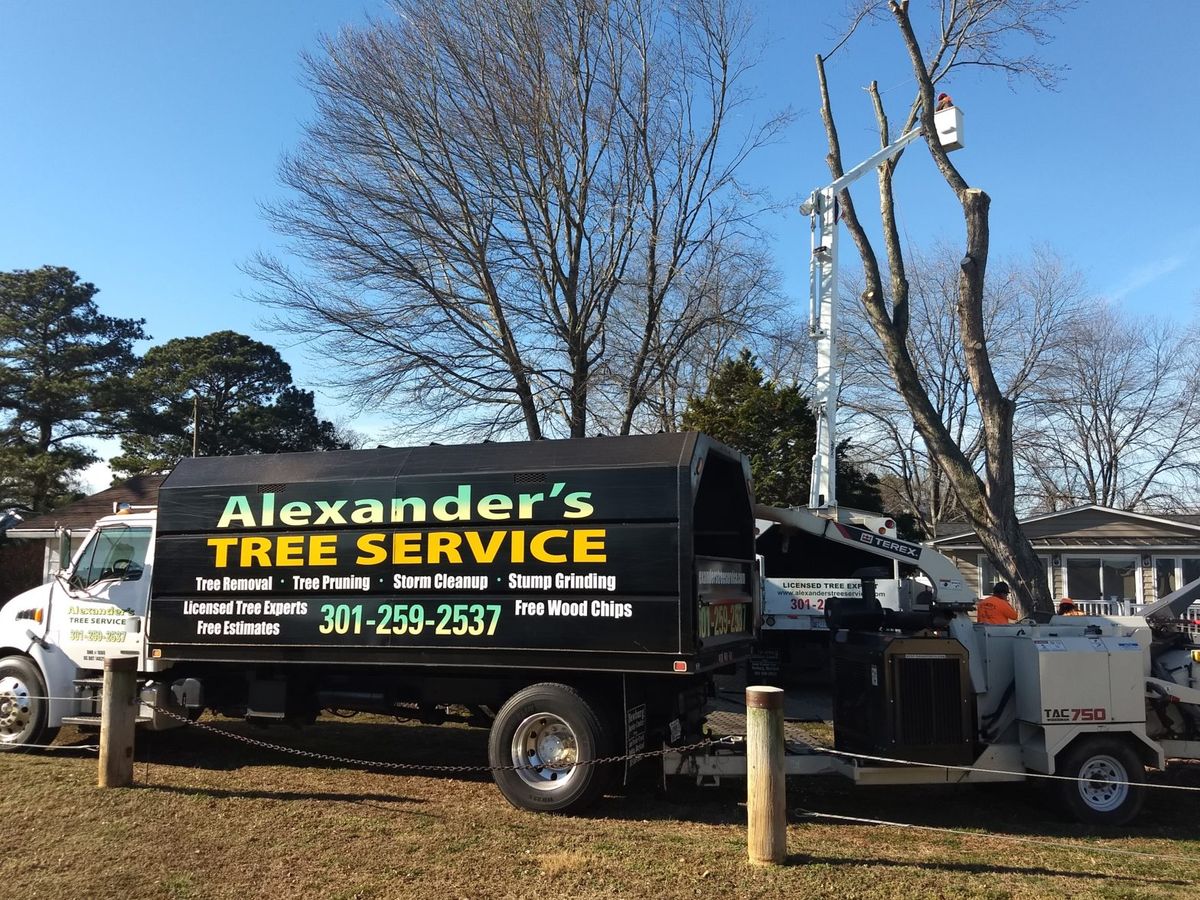 Tree Trimming for Alexander's Tree Service  in Newburg,  MD