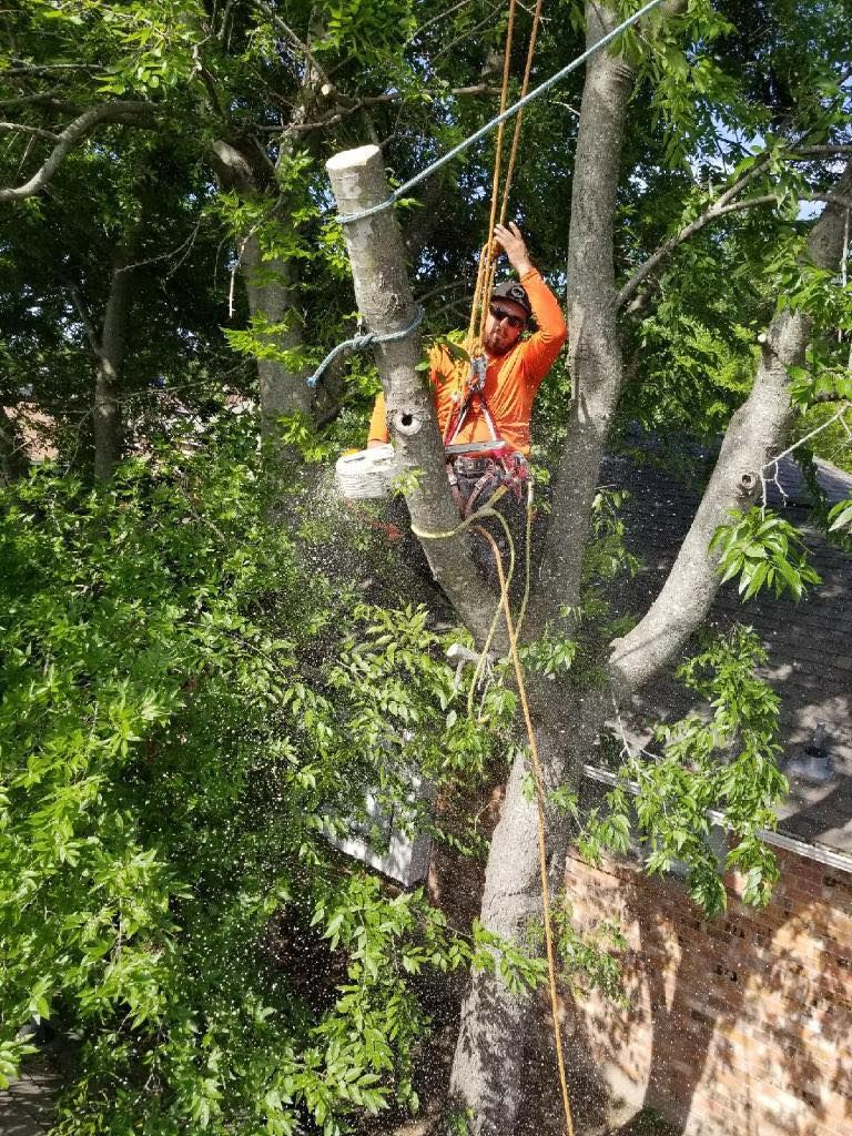 Tree Removal for Muniz Tree Service in North Richland Hills, TX