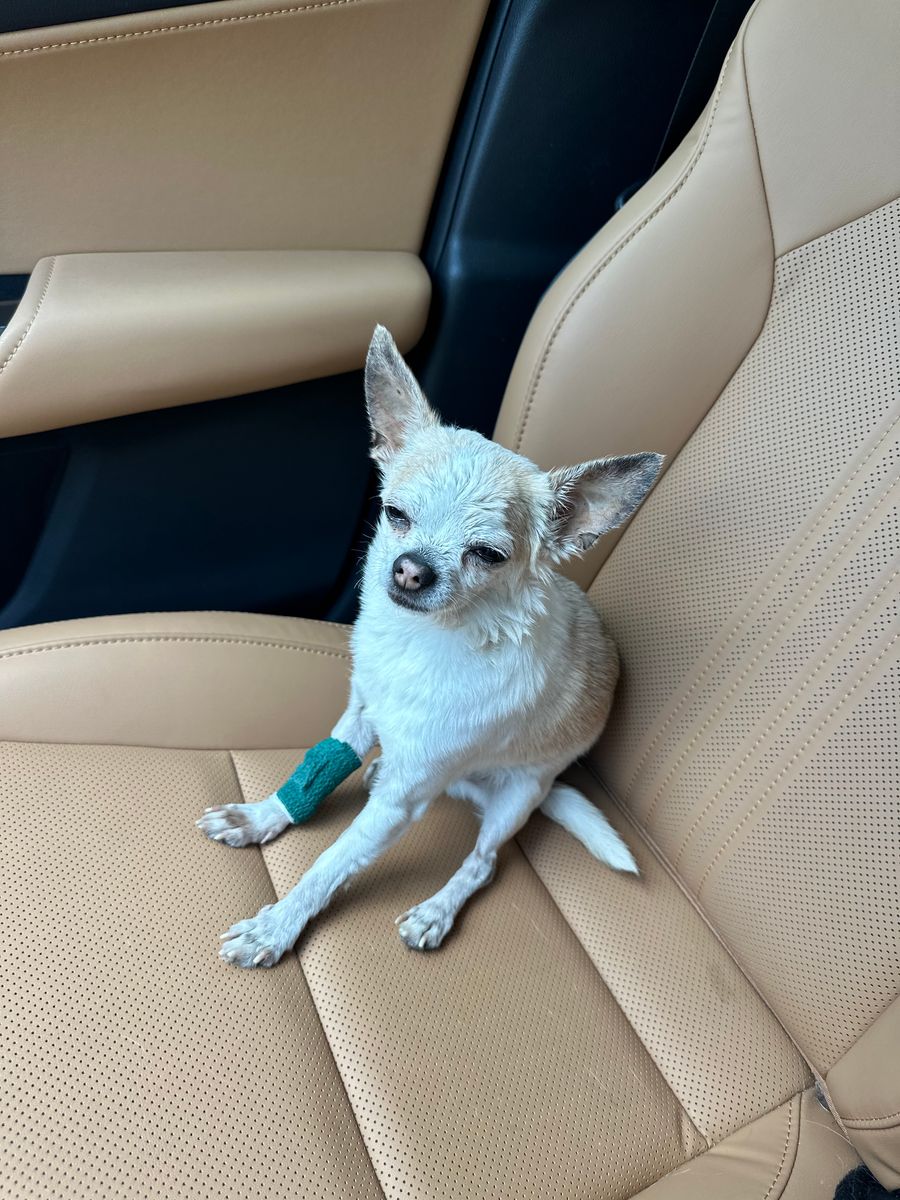 Doggy Daycare for Dumbo's Doggy Doors in City of Sammamish, WA