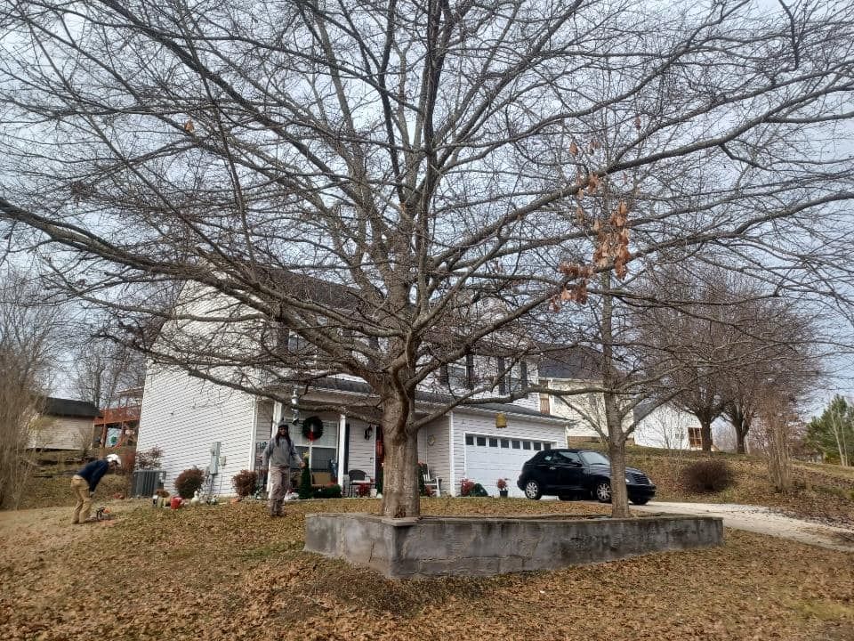 Tree Trimming for MTJ Tree Removal LLC in Zebulon, NC
