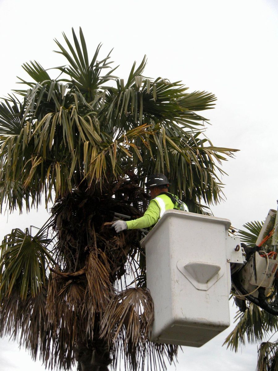 Tree Removals for Willamette Landscaping & Tree Services in Albany, OR