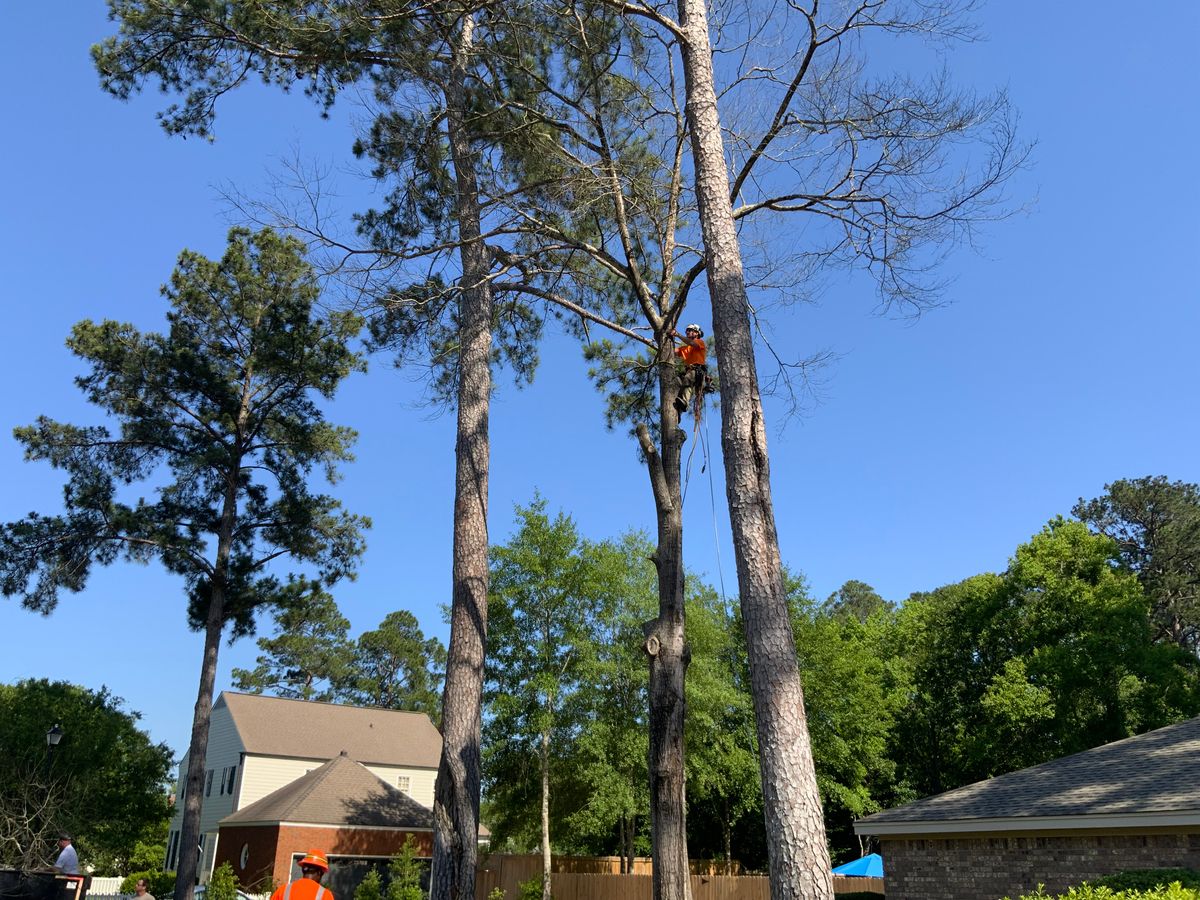 Tree Services for Broadway & McMullen Construction in Hattiesburg, MS