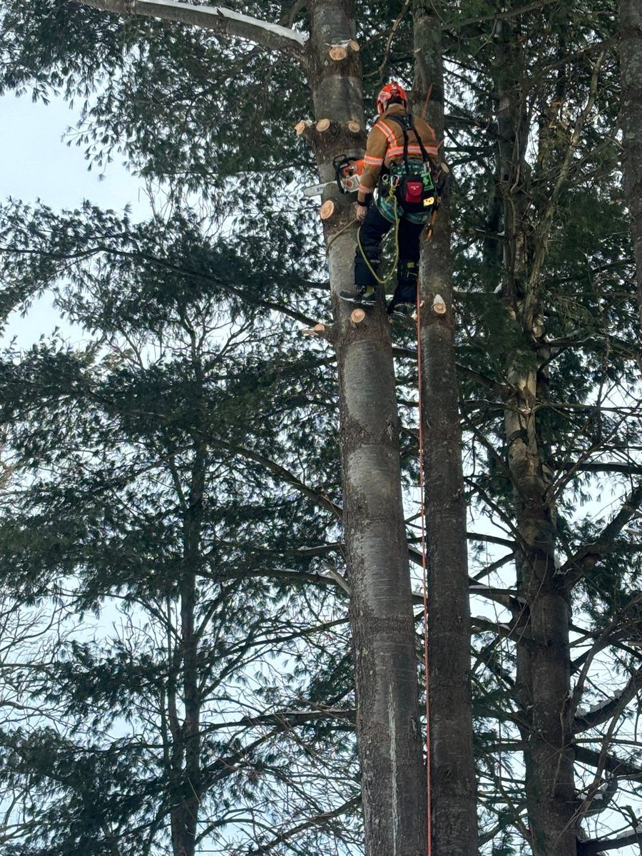 Tree Pruning for T's Trees in Albany, NY