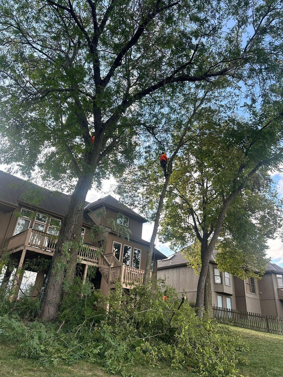 Tree Trimming for Cross Family Tree Service in Kearney, MO