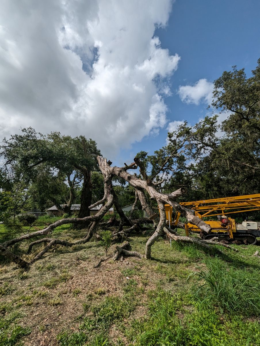 Tree Removal for Regal Tree Service and Stump Grinding in Wauchula, FL