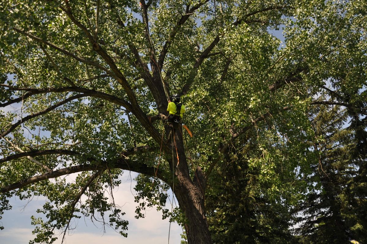 Tree Removal for Clean Cut Tree Service in Gillette, WY