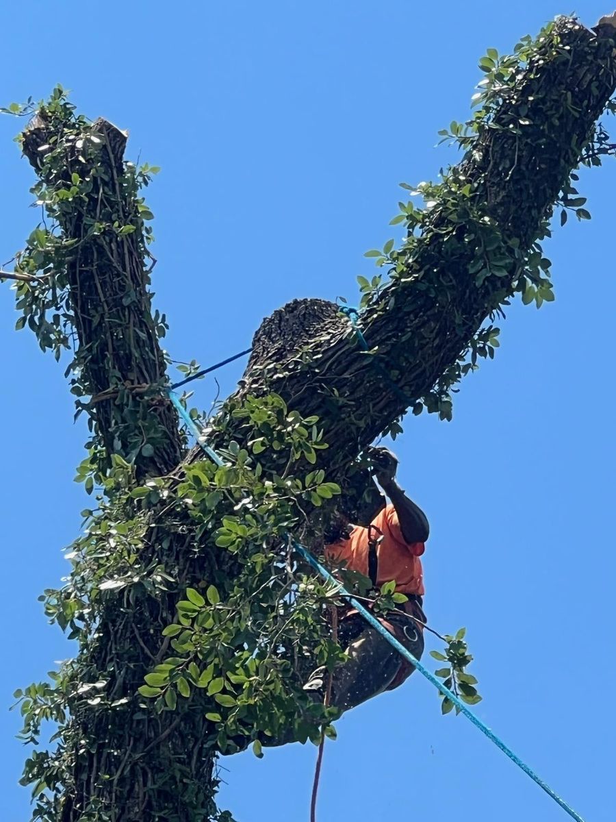 Tree Trimming for Thompson Tree Climbers, LLC in Lexington, SC