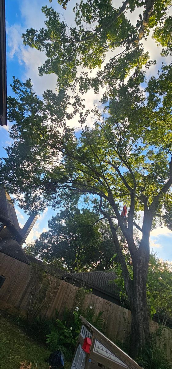 Tree Removal for Servin's Tree Care  in Houston, TX