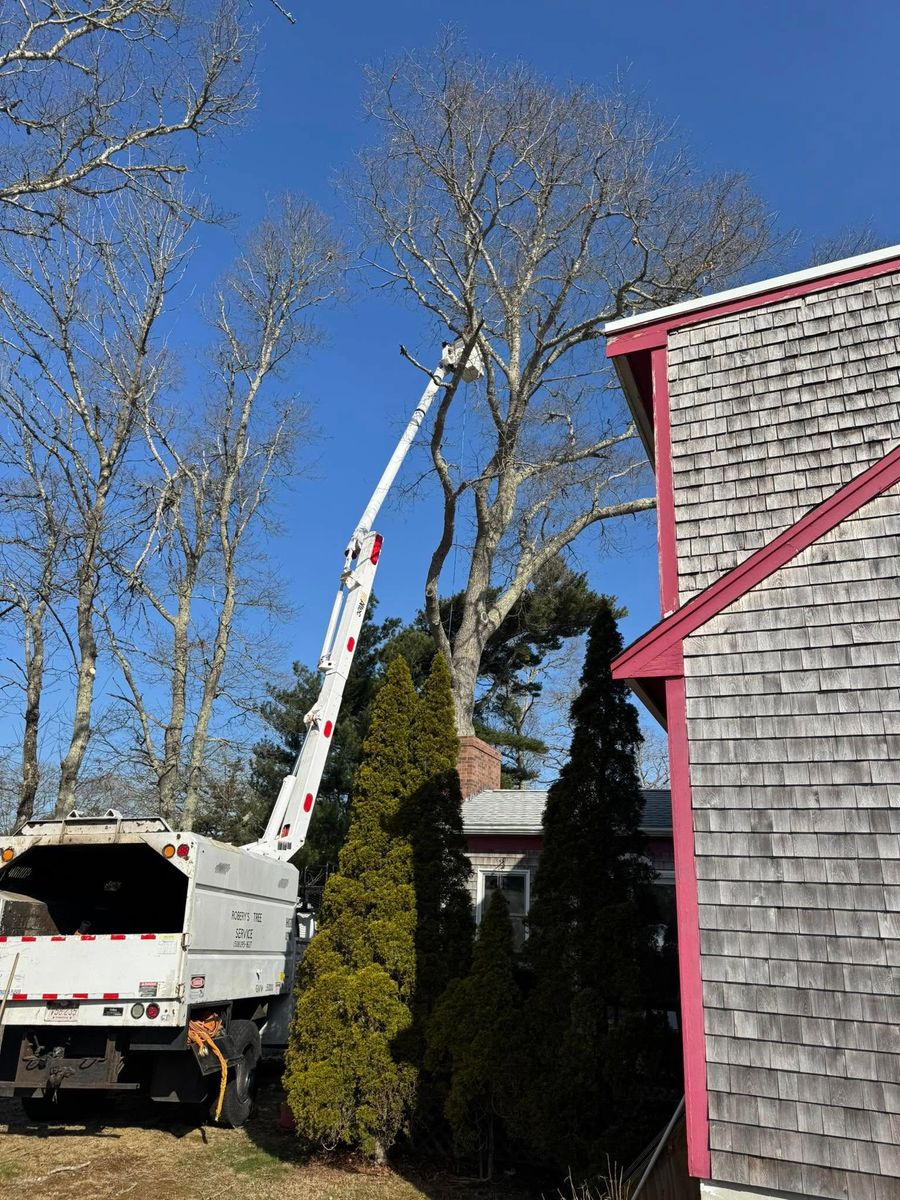 Crane-assisted Tree Removal for Robery's Tree Service in West Wareham, MA