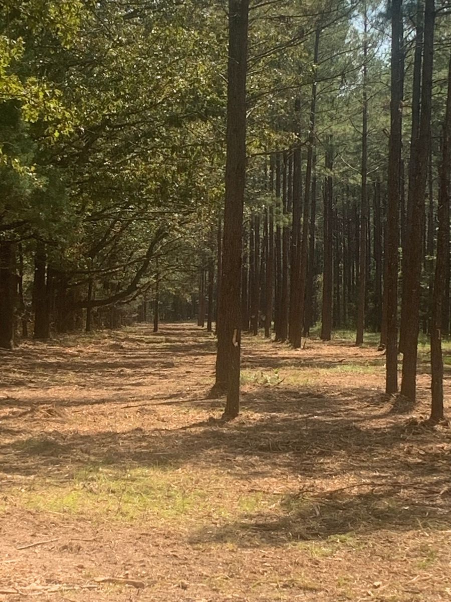 Grading and Leveling for Polasini Land Development in Starkville, MS