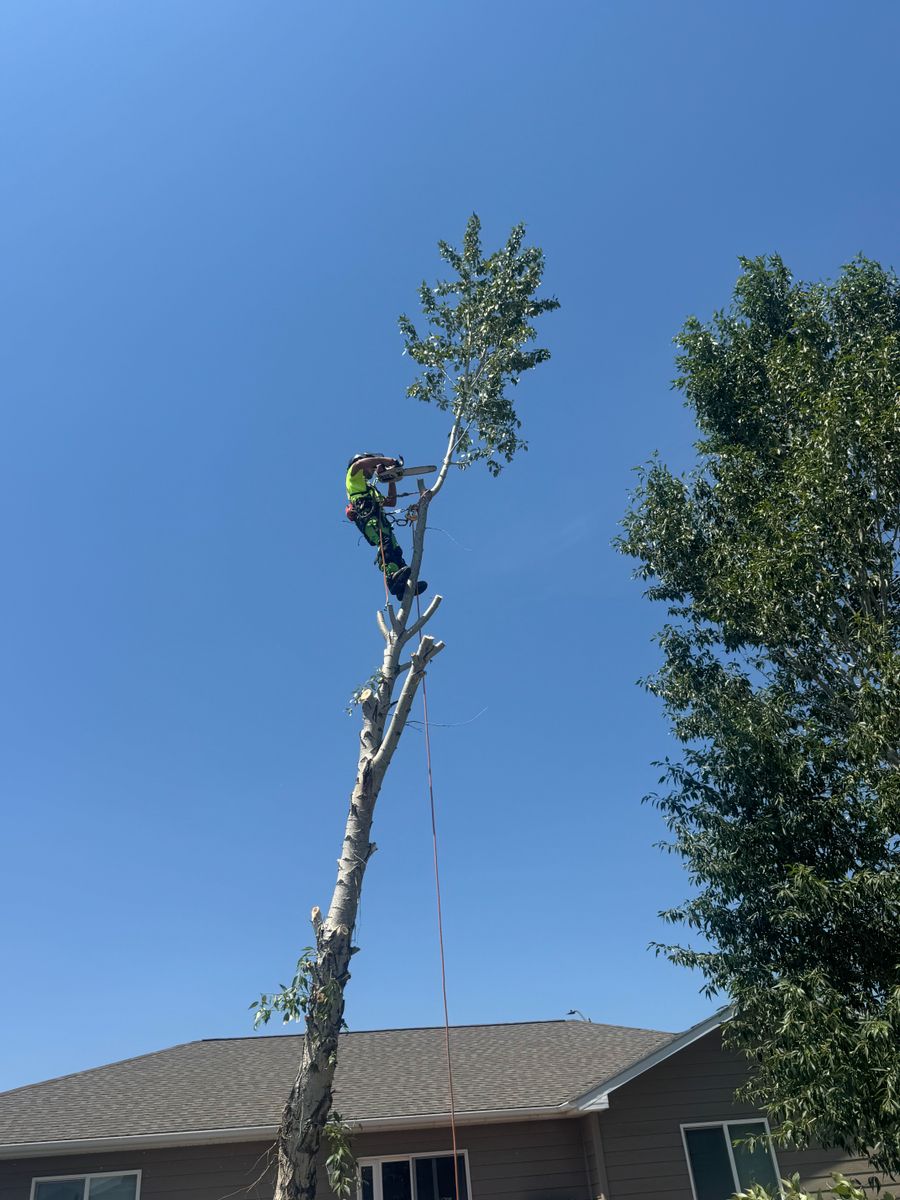 Crown Reduction for Clean Cut Tree Service in Gillette, WY