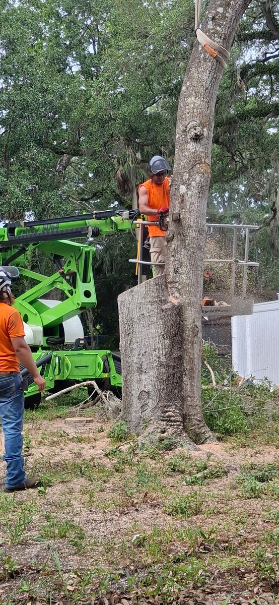 Tree Removal for Daniel Hickey’s Tree Service in DeLand, FL