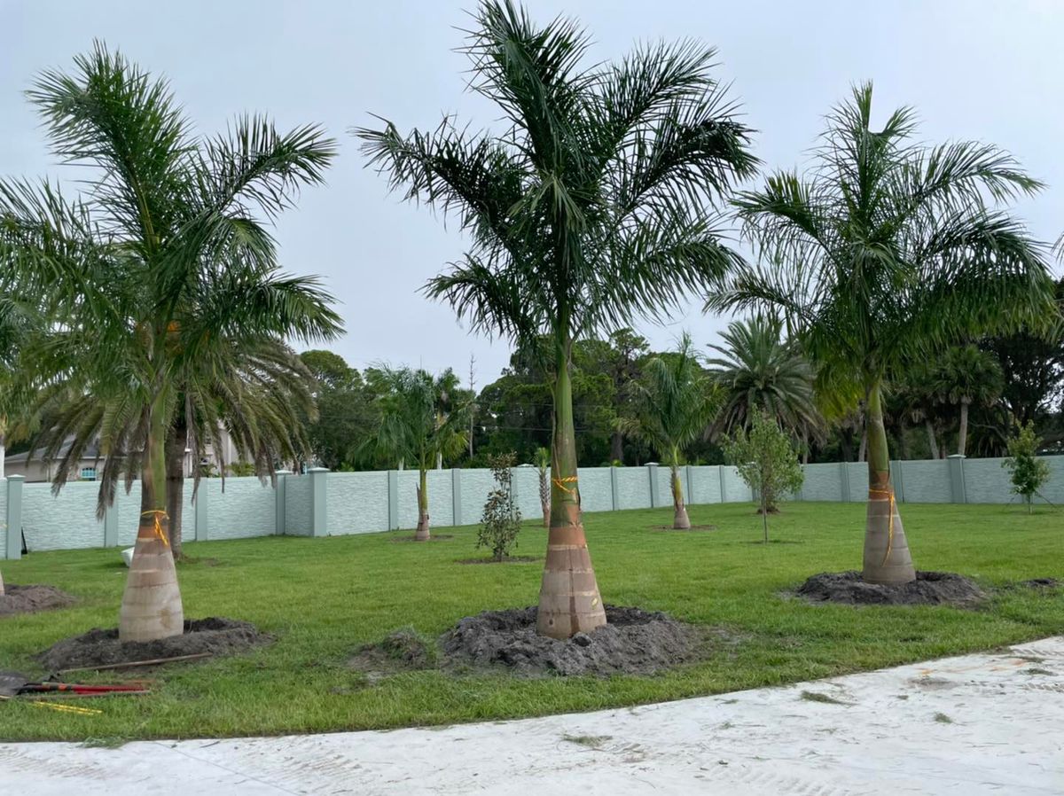 Palm and Trees for Plant World LLC in Cape Coral, FL