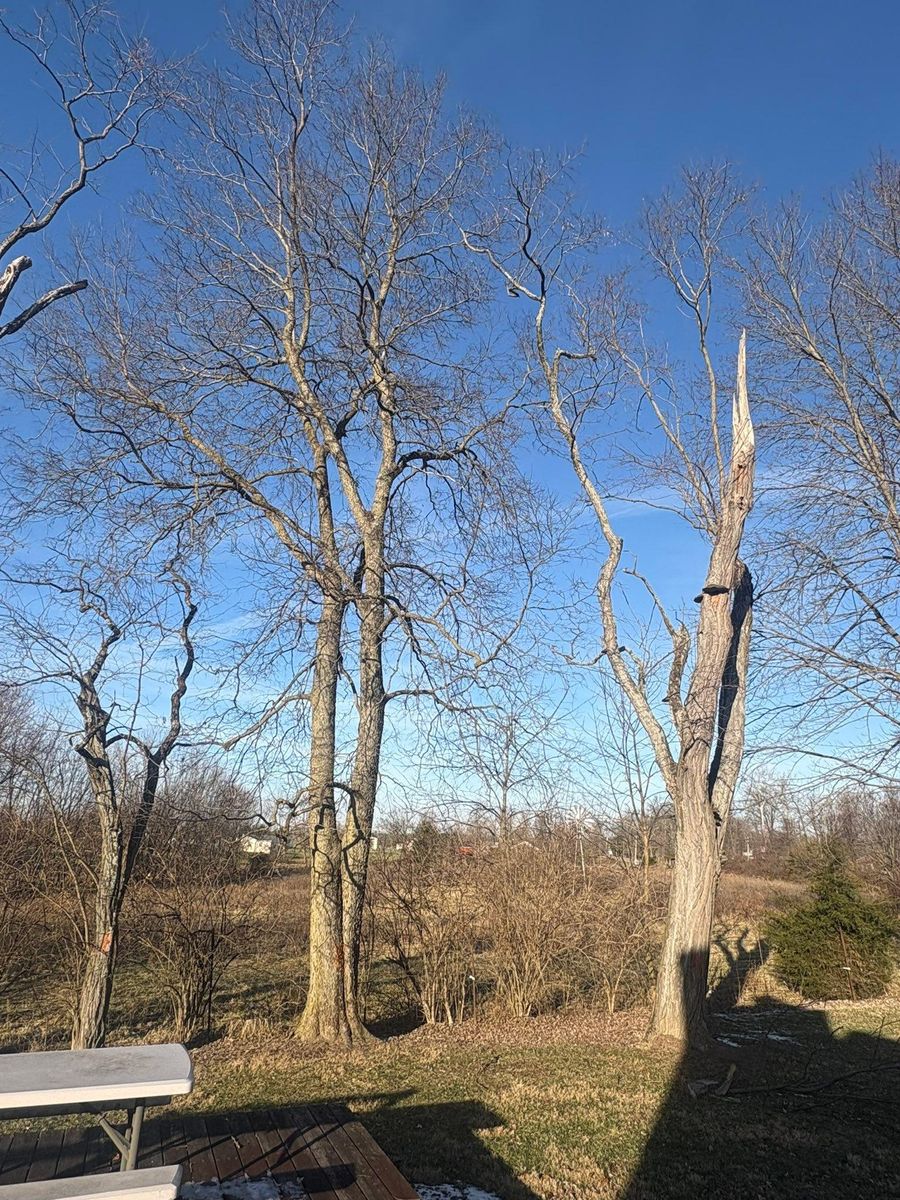 Tree Removal for Dig-It Tree Company in Mason, OH