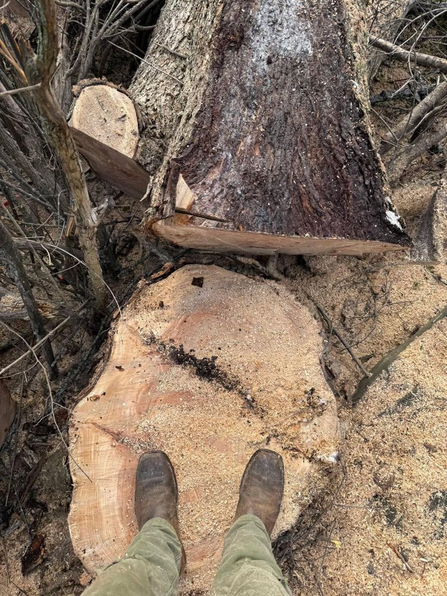 Tree Removal for Sterlings Tree Removal in Cobleskill, New York