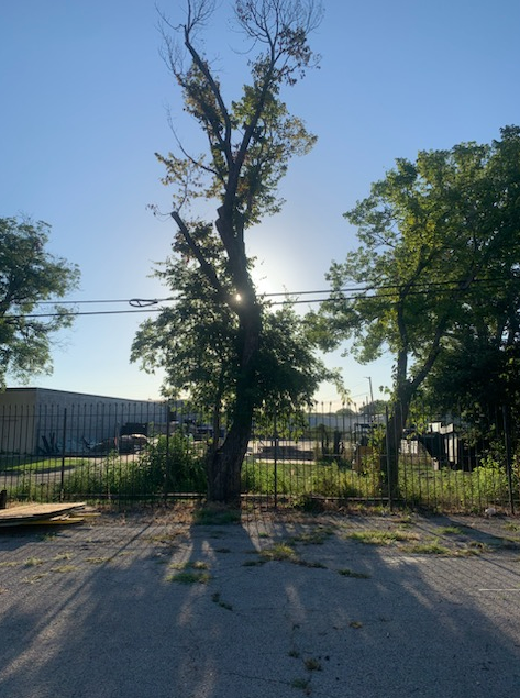 Tree Removal & Trimming for Teague Trees & Landscaping in Rendon, TX