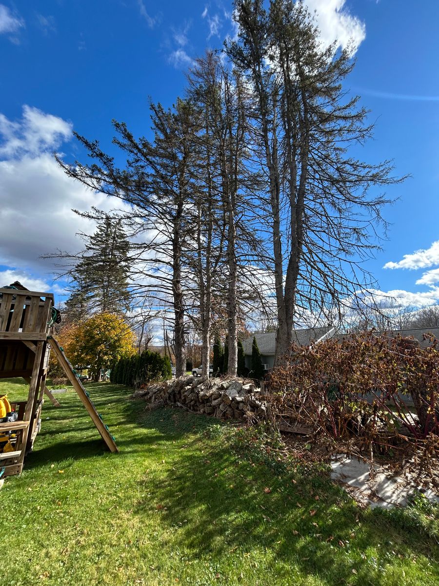 Clean Up for DC TREE in Vernon, CT
